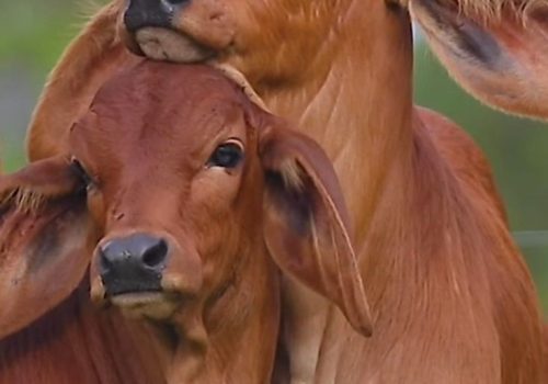 calf