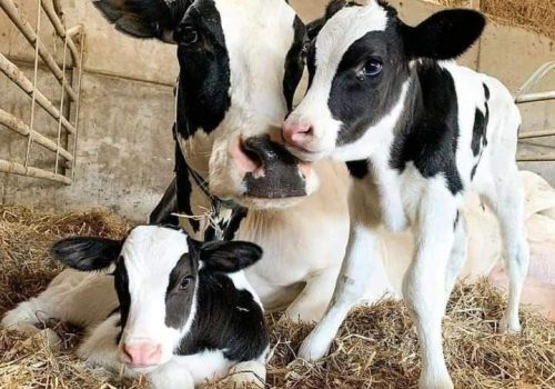 cows