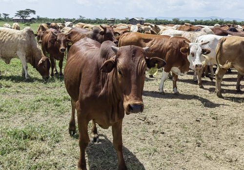 cows